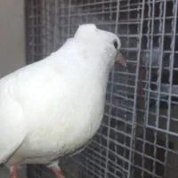 کبوتر سفید اراکی اصیل|پرنده|شیراز, عادل آباد|دیوار