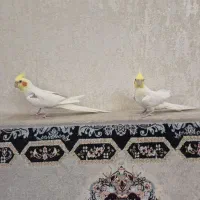 ۲ عدد لوتینو سخنگو رام عروس هلندی