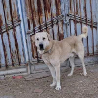 سگگ|سگ|زنجان, |دیوار