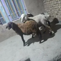 شیشک و بره نر|حیوانات مزرعه|ملایر, |دیوار