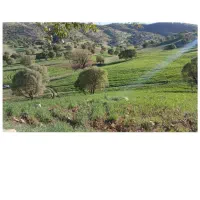 ۲۰۰متر سند تک برگ