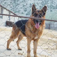 سگ ژرمن شپرد گمشده