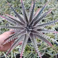 فروش اگاو دیکیا ویکتوریا لوفانتا