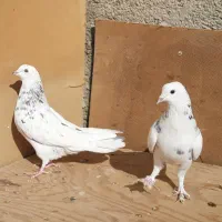 ۶طوق کبوتر دونه ۱۵۰ مقطوع ۹۰۰