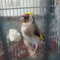 سهره نر ...مست|پرنده|تهران, تهرانسر شمالی|دیوار