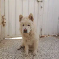 چاو چاو جهت جفت‌گیری
