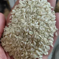 برنج فیروز آبادی اعلا