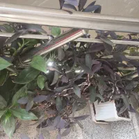 گل زیبا|گل و گیاه طبیعی|نورآباد, |دیوار