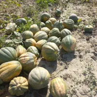 کدو دامی خواب دام