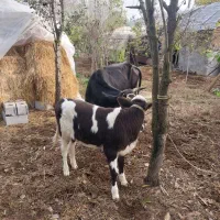 گاو دورگ حامله با گوساله