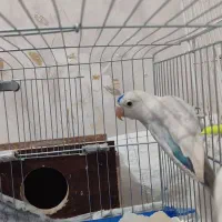 طوطک برزیلی(فیشر)|پرنده|مرند, |دیوار