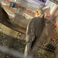 جفت عروس هلندی مولد