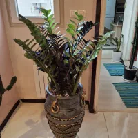 زاموفلیا بلک