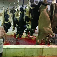 گوشت گوساله|خوردنی و آشامیدنی|حمیدیه, |دیوار