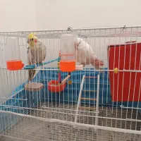 عروس هلندی نر و ماده سالم|پرنده|نیشابور, بزرگمهر|دیوار