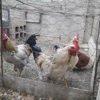 مرغ و خروس