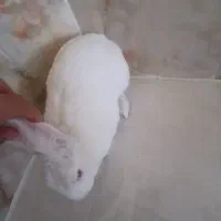 خرگوش