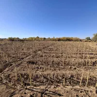 زمین زراعی تجاری|فروش زمین و ملک کلنگی|شال, |دیوار