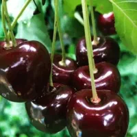 گیلاس تک دانه عمده فروشی