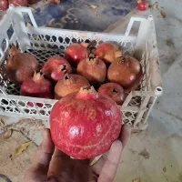 انار|خوردنی و آشامیدنی|اصفهان, قهجاورستان|دیوار