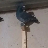 کبوتر|پرنده|شیروان (خراسان), |دیوار