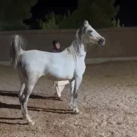 مادیان کردخالص