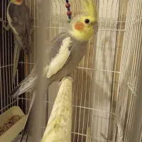 عروس هلندی نر