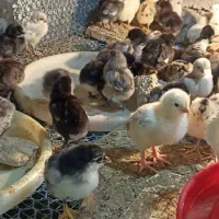 تخم مرغ جوجه مرغ محلی خروس پاکر فری اردک سیکا