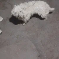 سلام سگ پشمالوی حرف گوش کن خیلی هم با ادب دستی