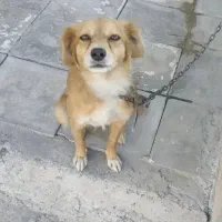 سگ پامر ماده|سگ|ماهان, |دیوار