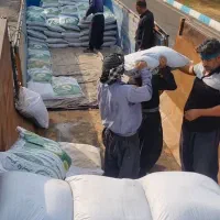 کود  سیاه  پایه  مخصوص کشت  گندم