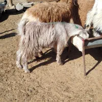 دو عدد بزغاله ماده|حیوانات مزرعه|سبزوار, قصبه شرقی|دیوار