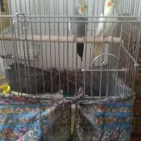 جفت معاوضه نر سخنگو بشرط جوجه