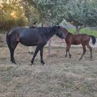 اسب|اسب و تجهیزات اسبسواری|ورامین, ورامین|دیوار