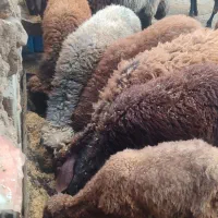 گوسفند و بره سالم واکسن خورده|حیوانات مزرعه|گرگان, |دیوار