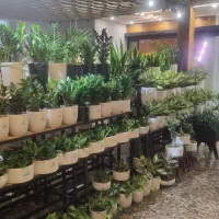 نیروی خانوم برای گلفروشی