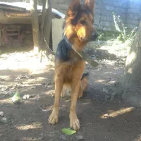 واگذاری سگ شولاین|سگ|لولمان, |دیوار