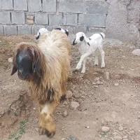 با سلام خدمت عشق بازن دامدار|حیوانات مزرعه|گتوند, |دیوار