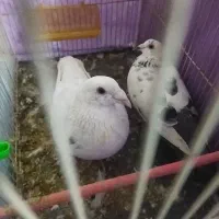 جفت مست