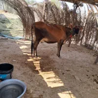 گاو پنج ماه آبستن و گوساله هشت ماهه