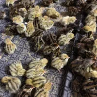 فروش جوجه بلدرچین|حیوانات مزرعه|گرگان, |دیوار