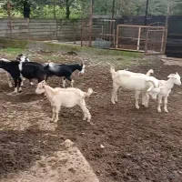 بز سانن دورگ|حیوانات مزرعه|املش, |دیوار