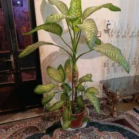 گل دیفن|گل و گیاه طبیعی|دوگنبدان, |دیوار