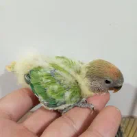 طوطی برزیلی سرلاکی|پرنده|ارومیه, |دیوار