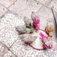 جوجه رنگی همه چیز خوار