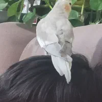 فروش عروس هلندی|پرنده|قیروکارزین, |دیوار