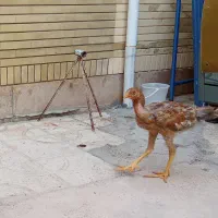 فروش جوجه مرغ و خروس لاری