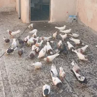 کفتر طوقی سرور سینه سیاه|پرنده|تهران, بهارستان|دیوار