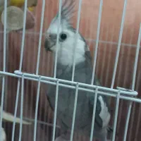 فروش سه تاعروس هلندی