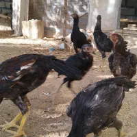 لاری|حیوانات مزرعه|هشتگرد, هیو|دیوار